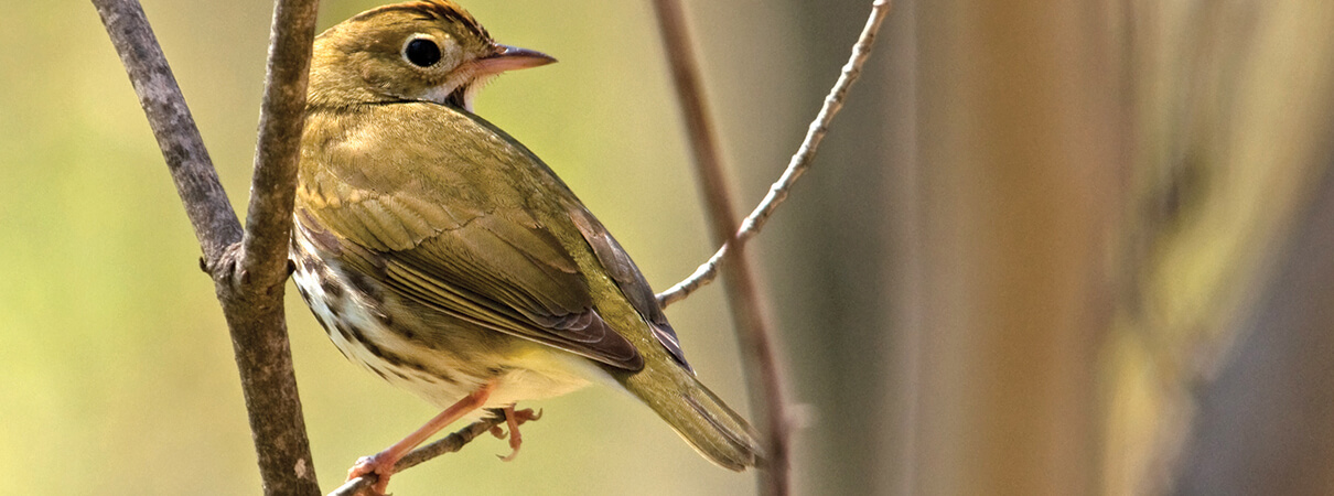 New technology and boots-on-the-ground research help biologists better understand when and where migratory birds, such as this Ovenbird, travel around the Gulf of Mexico and between their breeding grounds and wintering habitats—an area of research known as "migratory connectivity." Photo by Gerald A. DeBoer / Shutterstock