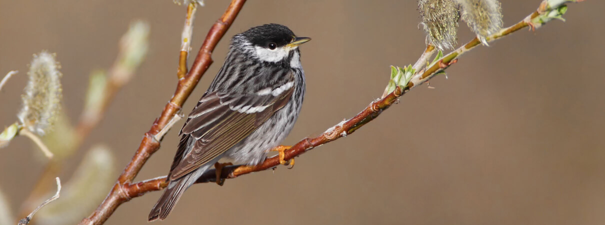 Blackpoll Warbler by Dan Behm