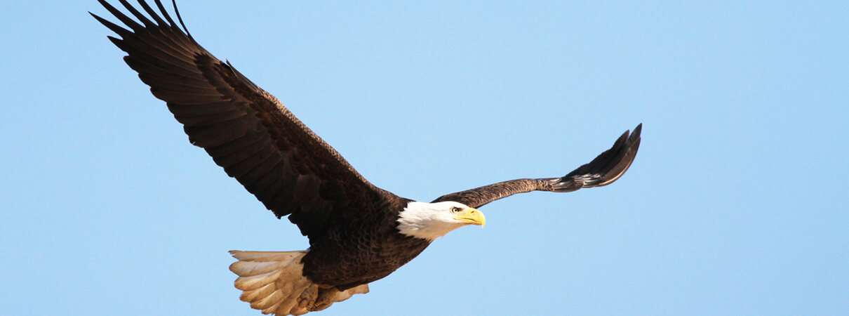 Bald Eagle by Mike Parr