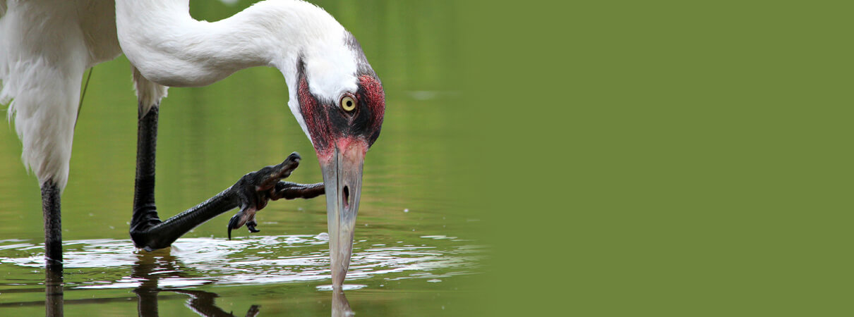 Whooping Crane by Laura Rowan