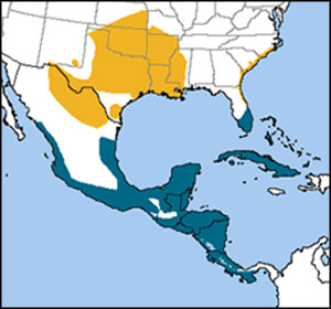 Painted Bunting map, NatureServe