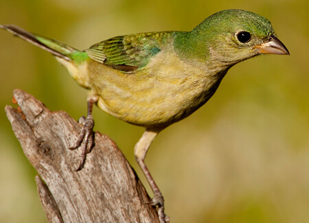 Painted Bunting, Owen Deutsch