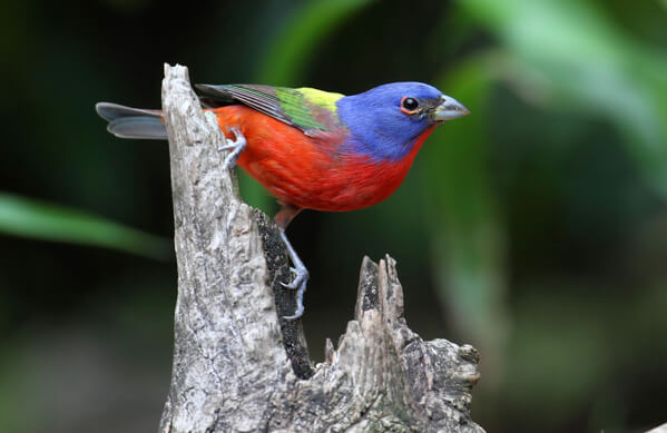 Painted Bunting, Steve Byland