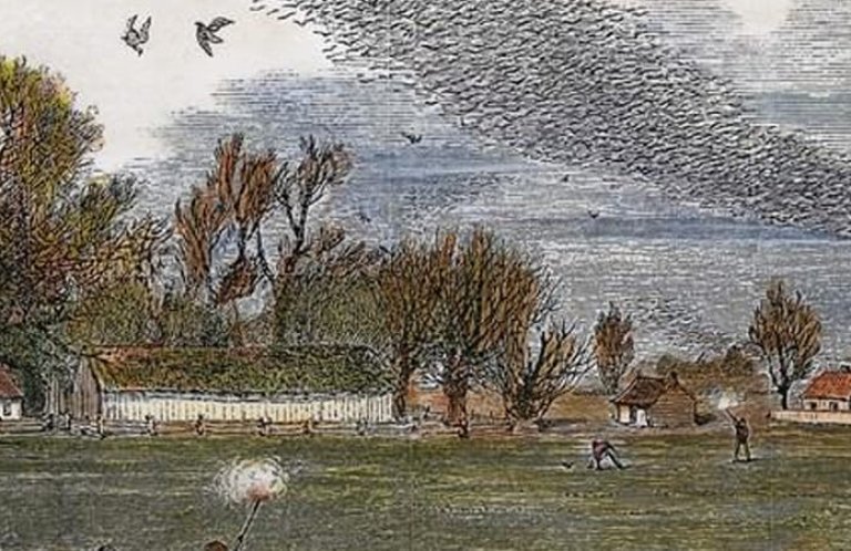 Passenger Pigeon hunt_public domain