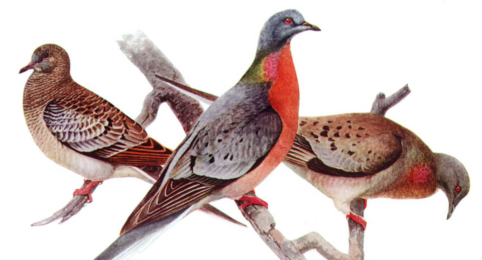 Passenger Pigeons, Thomas Gilbert Pearson