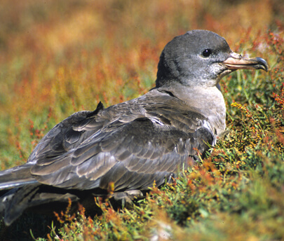 Pink-footed Shearwater by Peter Hodum