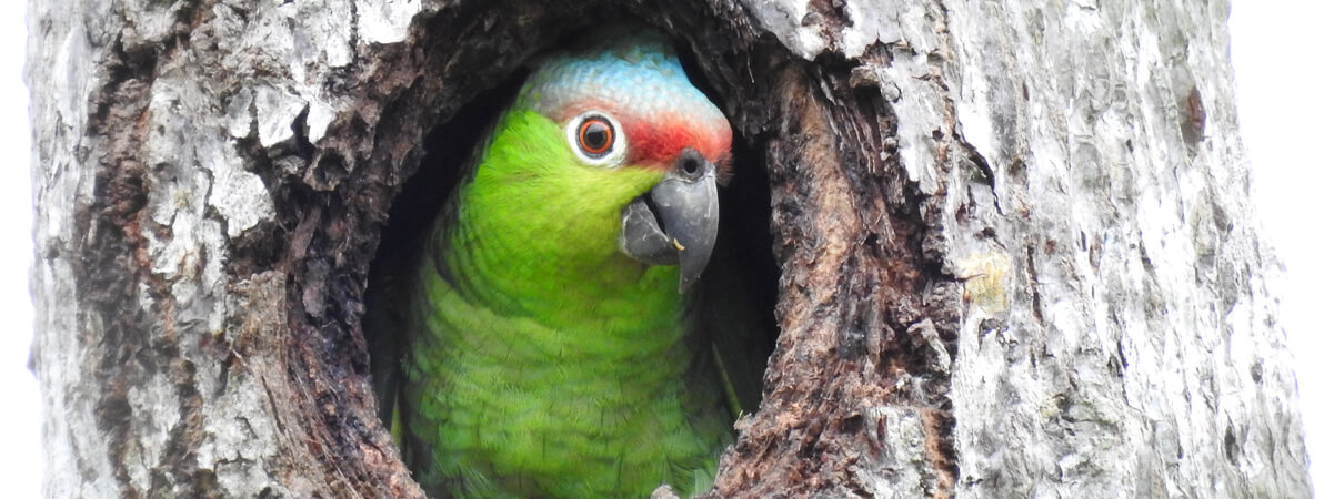 Lilacine Amazon in natural nest cavity, Michael Moens, Fundación Jocotoco.