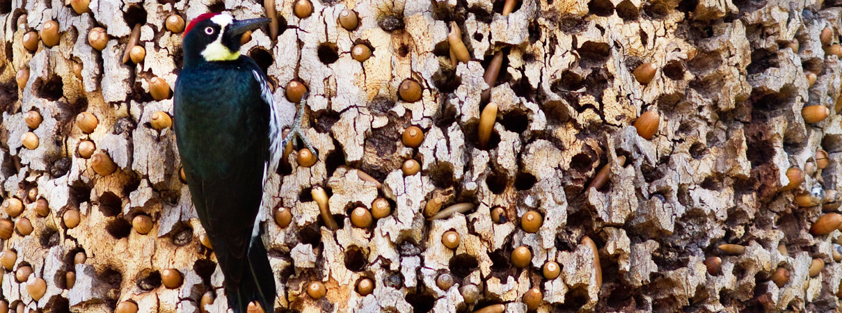 Acorn Woodpecker