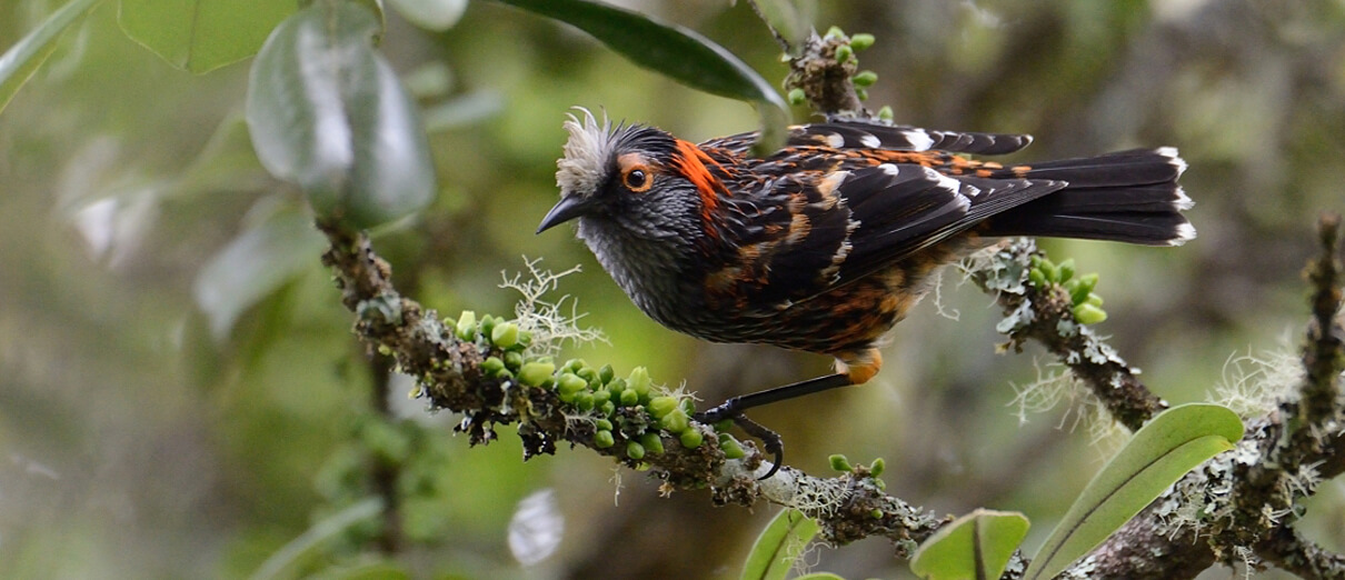 Ākohekohe. Photo by Jim Denny.