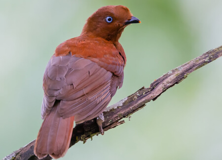 Andean Cock-of-the-rock female, Vivek Khanzodé