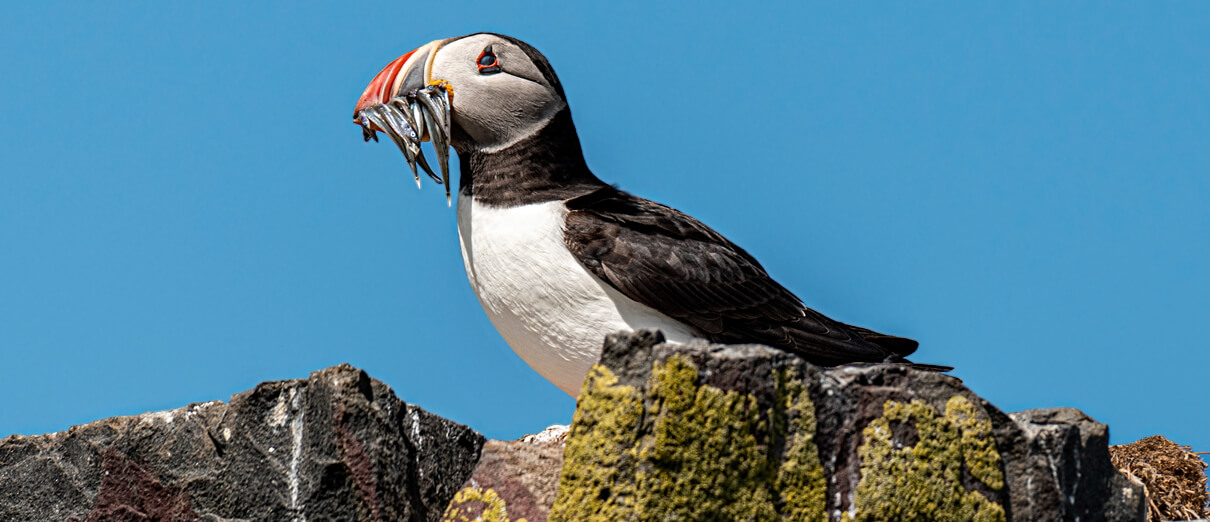 Atlantic Puffin