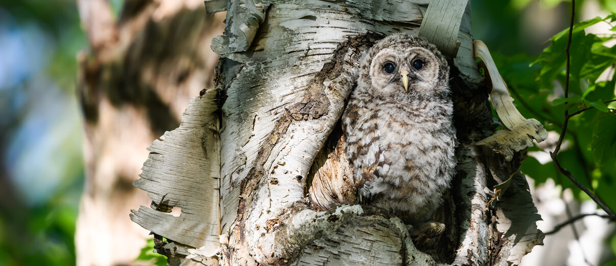 Barred Owlet in nest.