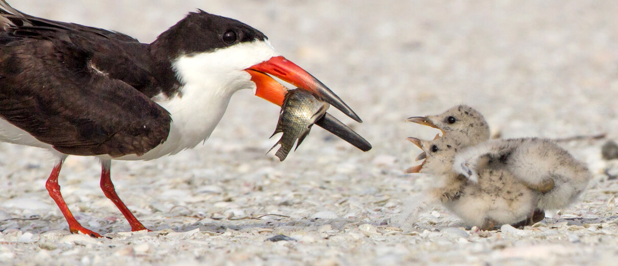 Black Skimmer feeding chicks by Jean Hall