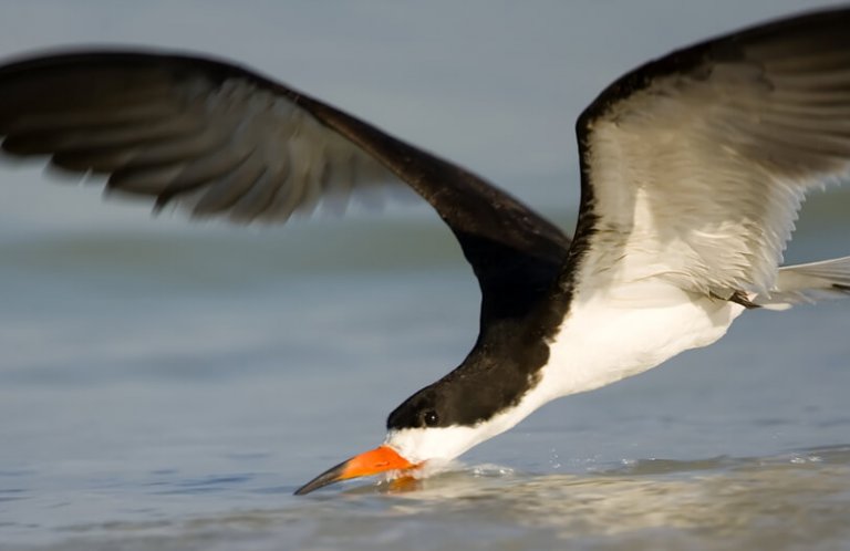 Black Skimmer skimming for food by Norman Bateman, Shutterstock