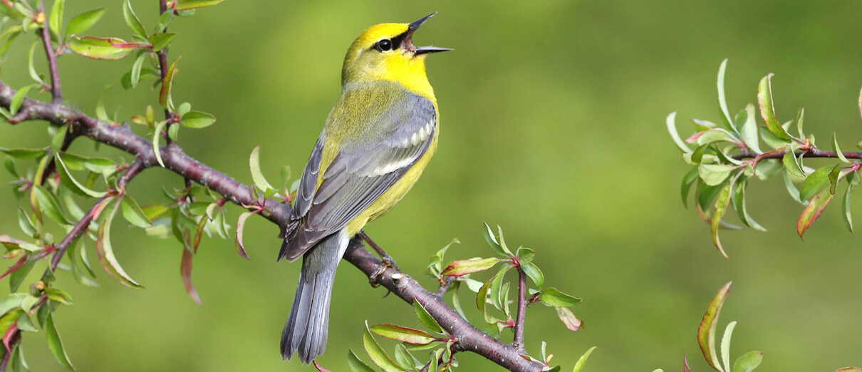 Blue-winged Warbler by Dan Behm.