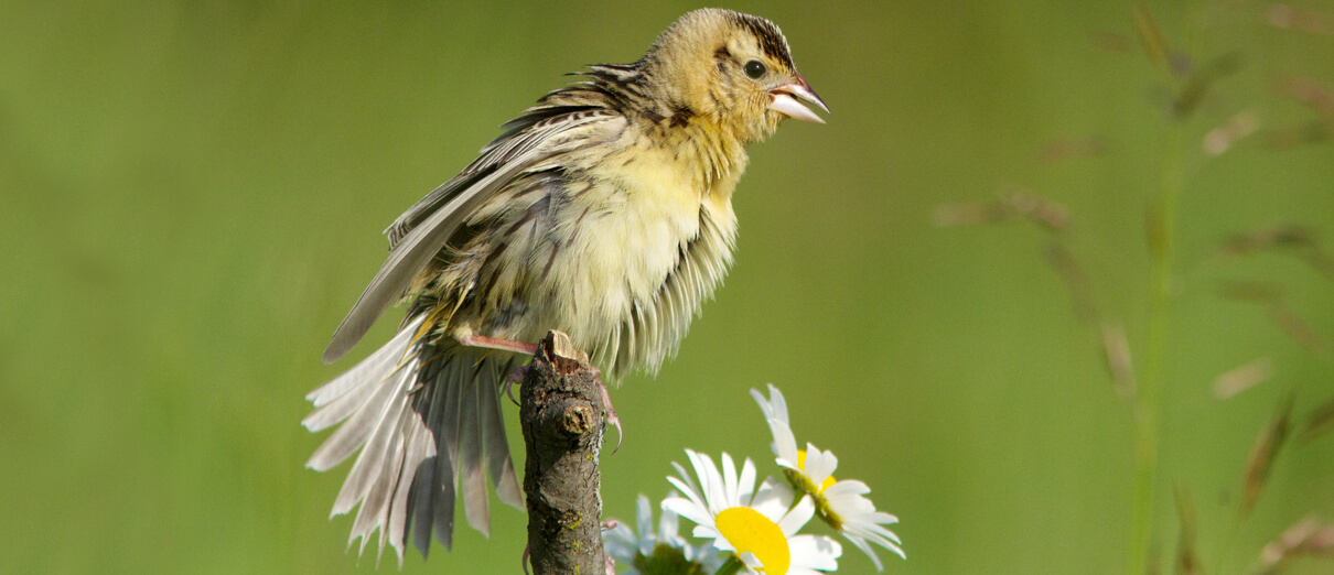 Bobolink female