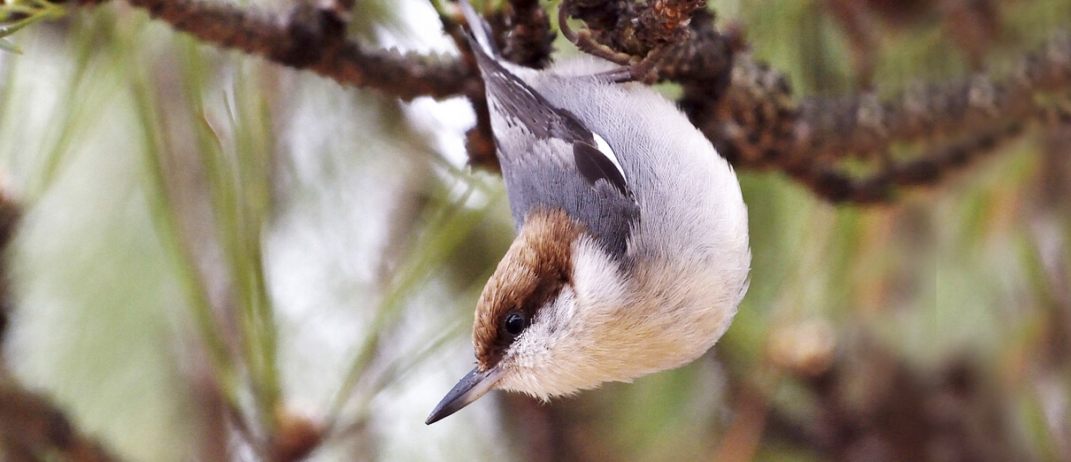 Brown-headed Nuthatch