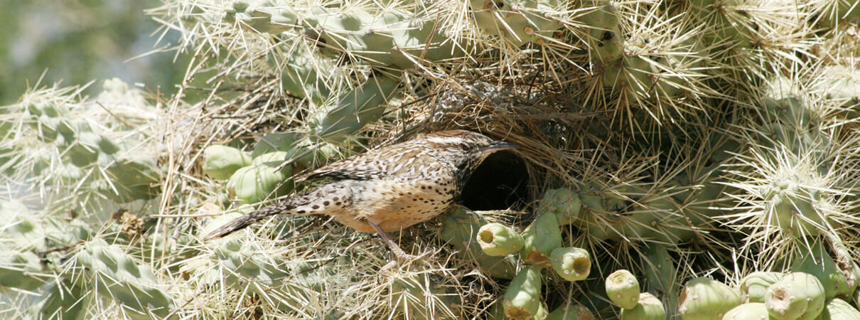 Cactus Wren at nest_BigWheel55_Wikimedia Commons_Final