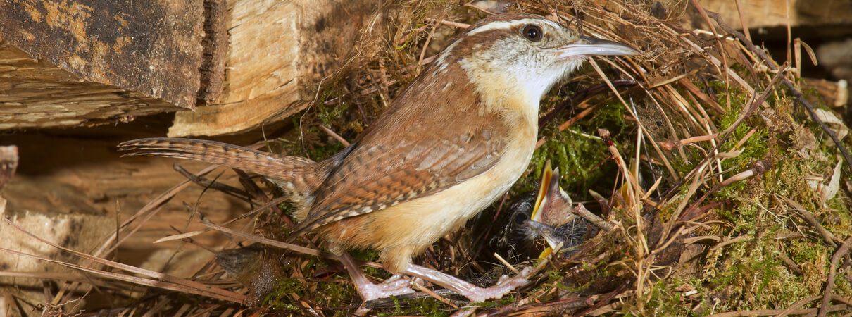 Carolina Wren at nest, Ivan-Kuzmin, Shutterstock