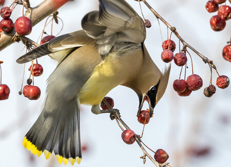 Cedar Waxwing, Ivan Kuzmin, Shutterstock