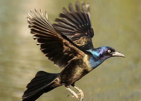 Common Grackle, bronze form, Mircea Costina, Shutterstock