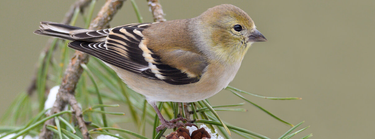 Female American Goldfinch in winter plumage_FotoRequest, Shutterstock