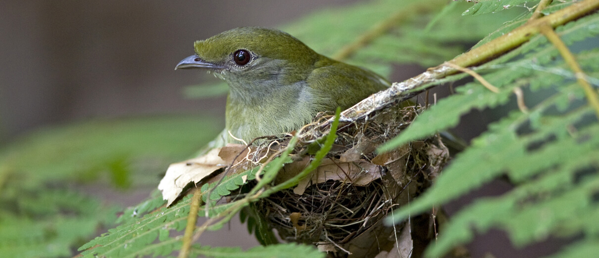 Female Araripe Manakin on nest. Photo by Ciro Albano.