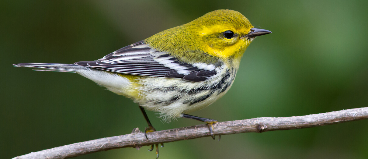 Female Black-throated Green Warbler by Frode Jacobsen, Shutterstock