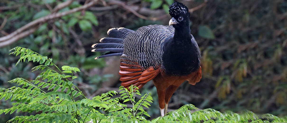 Female Blue-billed Curassow