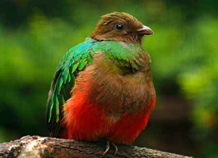 Female Golden-headed Quetzal, Ondrej Prosicky, Shutterstock