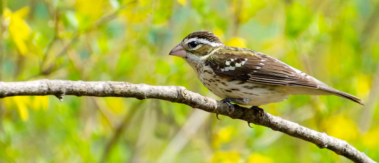 Female Rose-breasted Grosbeak by K. Quinn Ferris, Shutterstock