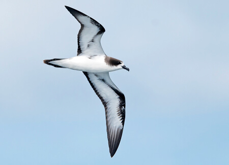 Galapagos Petrel from below, Kirk Zufelt