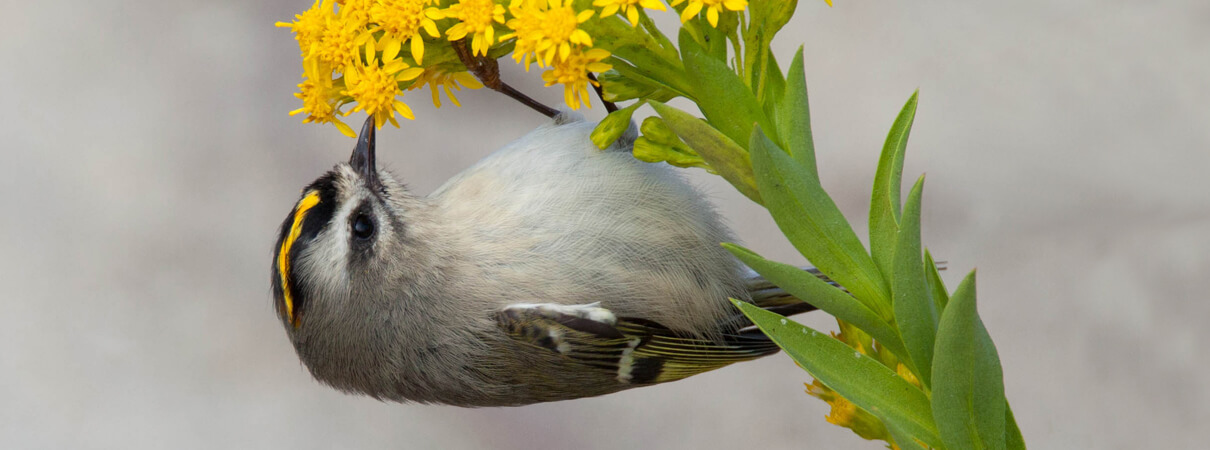 Golden-crowned Kinglet, Robert Dorman, Shutterstock