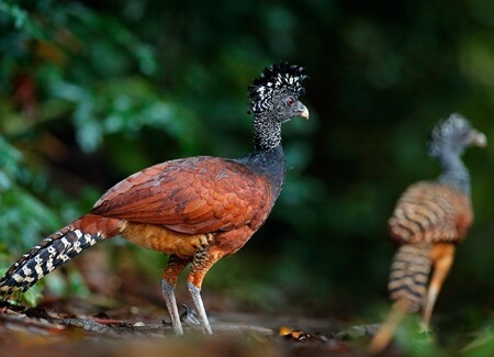 Great Curassow females, Ondrej Prosicky, Shutterstock