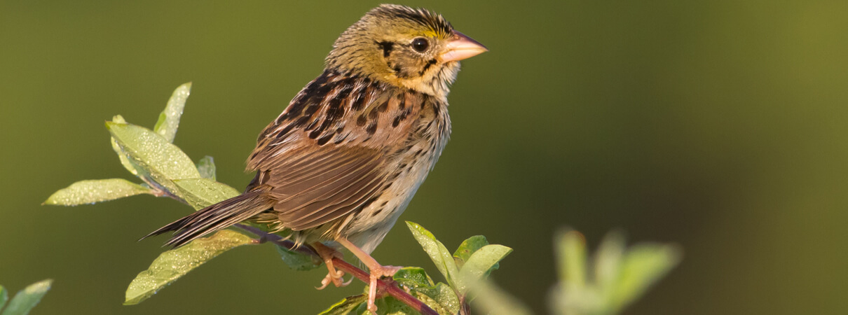 Henslow's Sparrow, Frode Jacobsen