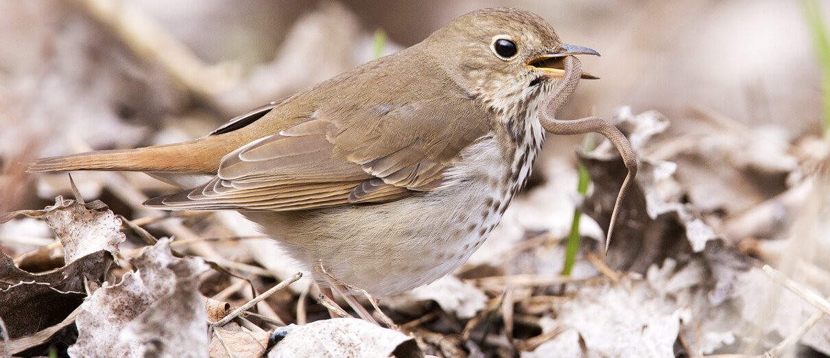 Hermit Thrush