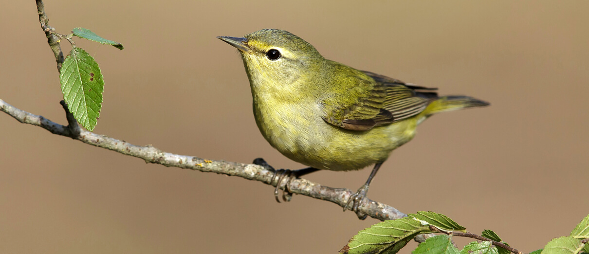 Immature Tennessee Warbler in the fall. Agami Photo Agency, Shutterstock