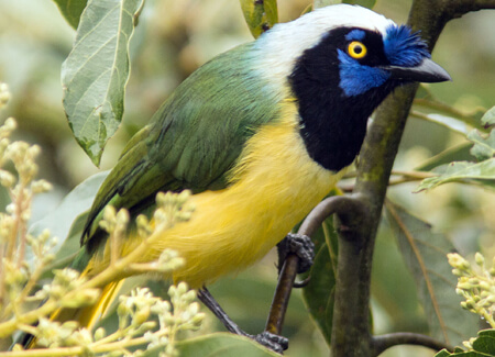 Inca Green Jay, Sue Bishop, Shutterstock