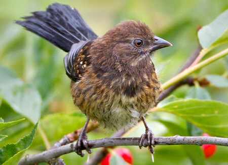 Juvenile Spotted Towhee, Pacific Northwest Photo, Shutterstock