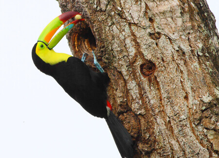 Keel-billed Toucan