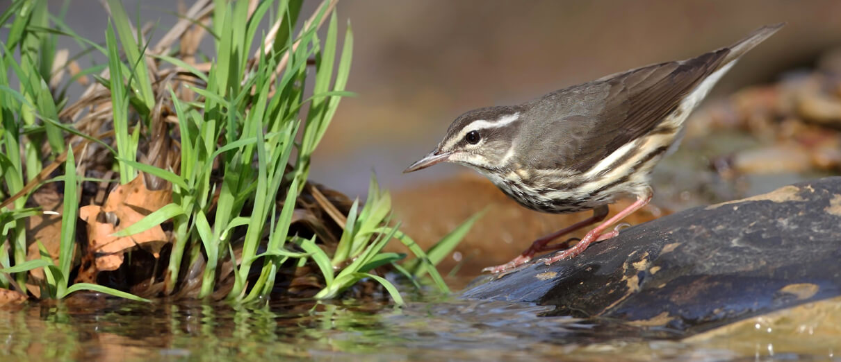 Louisiana Waterthrush by Dan Behm