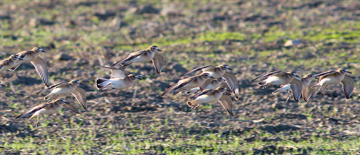 Mountain Plover flock in flight. Photo by Tom Benson.