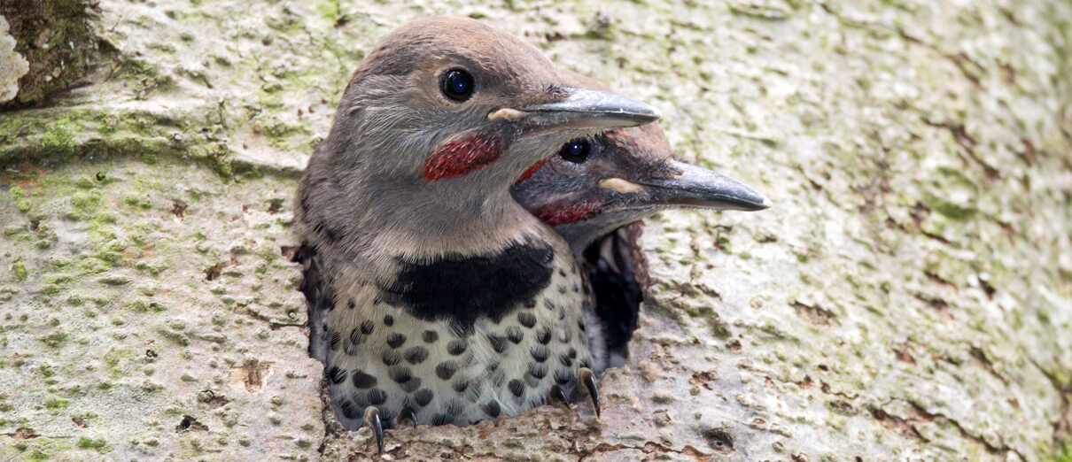 Northern Flicker nestlings 