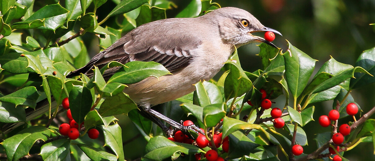 Northern Mockingbird with berry