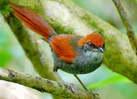 Pinto's Spinetail, Stephen J. Jones