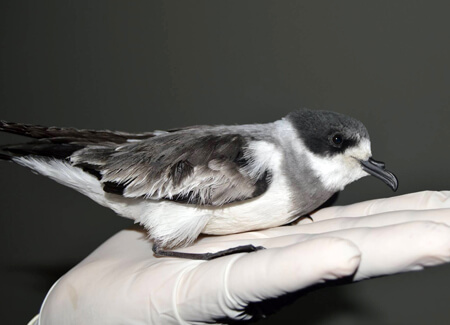 Ringed Storm-petrel in rehab, Yovana Murillo