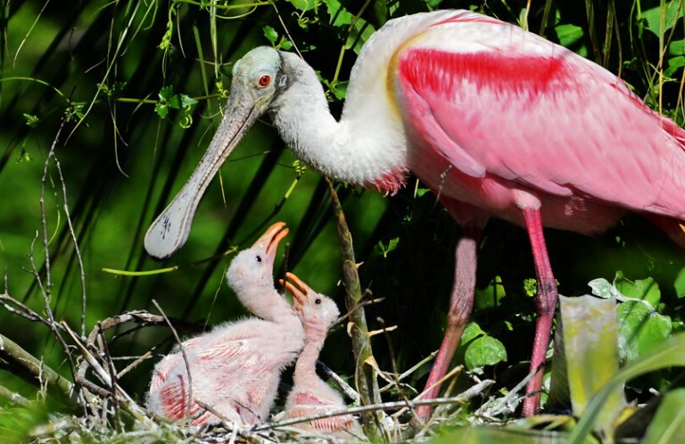 Roseate Spoonbill at nest. Photo by Gareth Rasberry.