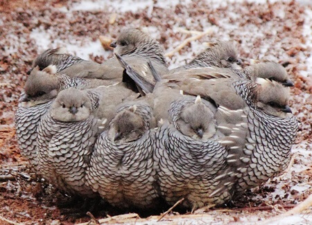 Scaled Quail covey, Deb Whitecotton