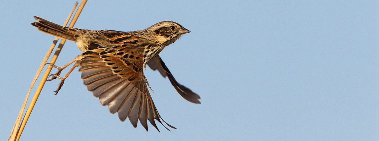 Sierra Madre Sparrow, Manuel Grosselet, Flickr