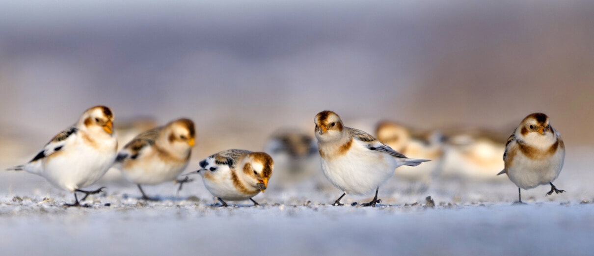 Snow Buntings